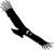Condor Soaring Logo